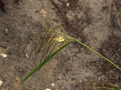 Miscanthus nepalensis