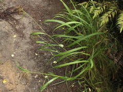 Miscanthus nepalensis