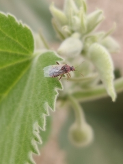Liorhyssus hyalinus