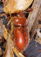 Coccidula rufa
