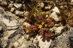 Sedum eriocarpum epiroticum