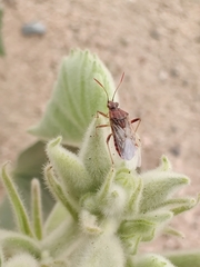 Liorhyssus hyalinus