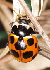 Ceratomegilla notata