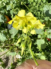 Oxalis pes-caprae