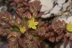 Sedum eriocarpum epiroticum