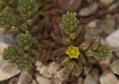 Sedum eriocarpum epiroticum
