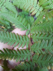 Hypolepis dicksonioides