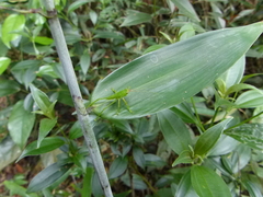 Megatympanon speculatum