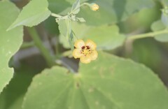 Abutilon trisulcatum