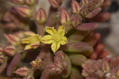 Sedum eriocarpum epiroticum