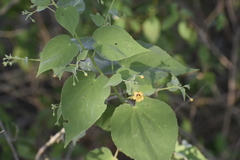 Abutilon trisulcatum