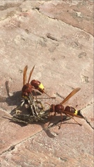 Vespa orientalis
