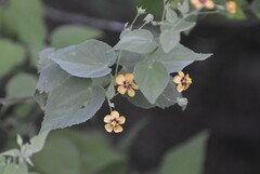 Abutilon trisulcatum