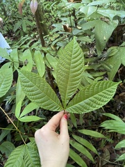 Caryocar costaricense