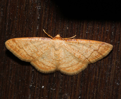 Heterostegane auranticollis