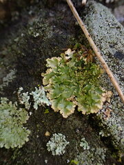 Physconia enteroxantha