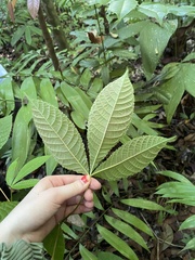 Caryocar costaricense