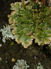 Physconia enteroxantha