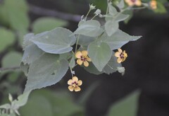 Abutilon trisulcatum