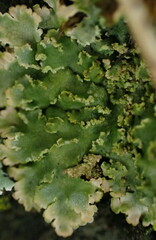 Physconia enteroxantha