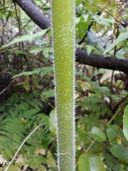 Hypolepis dicksonioides