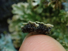 Physconia enteroxantha