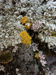 Xanthorioideae