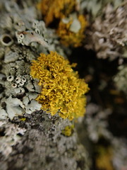 Xanthorioideae