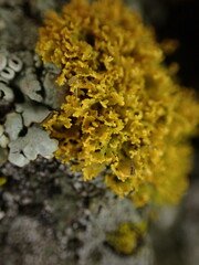 Xanthorioideae