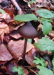 Entoloma hirtipes