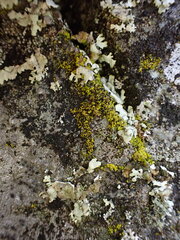 Candelariella