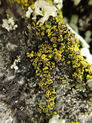 Candelariella