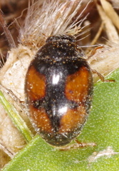 Scymnus frontalis