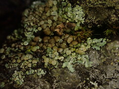 Protoparmeliopsis muralis