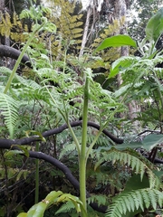 Hypolepis dicksonioides