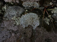 Physcia caesia