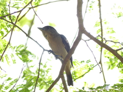 Pachyramphus validus