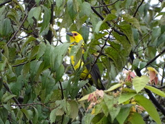 Gymnomystax mexicanus