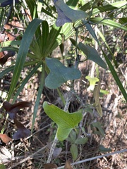 Smilax bona-nox