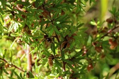 Pultenaea hispidula