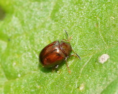 Galerucinae
