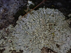 Physcia caesia
