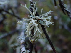 Ramalina dilacerata