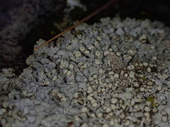 Physcia caesia