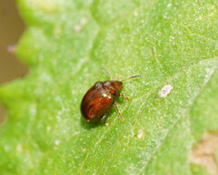 Galerucinae