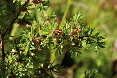 Pultenaea hispidula