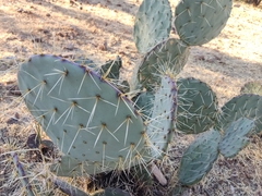 Opuntia robusta