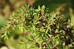 Pultenaea hispidula