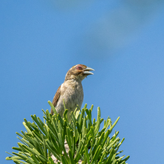 Ploceus sakalava