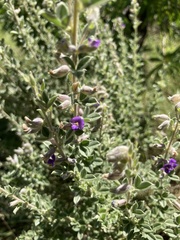 Lotononis lotononoides